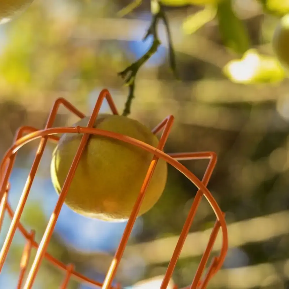 Colhedor de frutas metálico médio sem cabo 77819051 Tramontina — fotografia 3