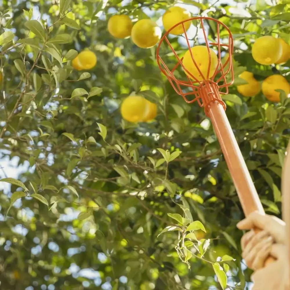 Colhedor de frutas metálico médio sem cabo 77819051 Tramontina — fotografia 4