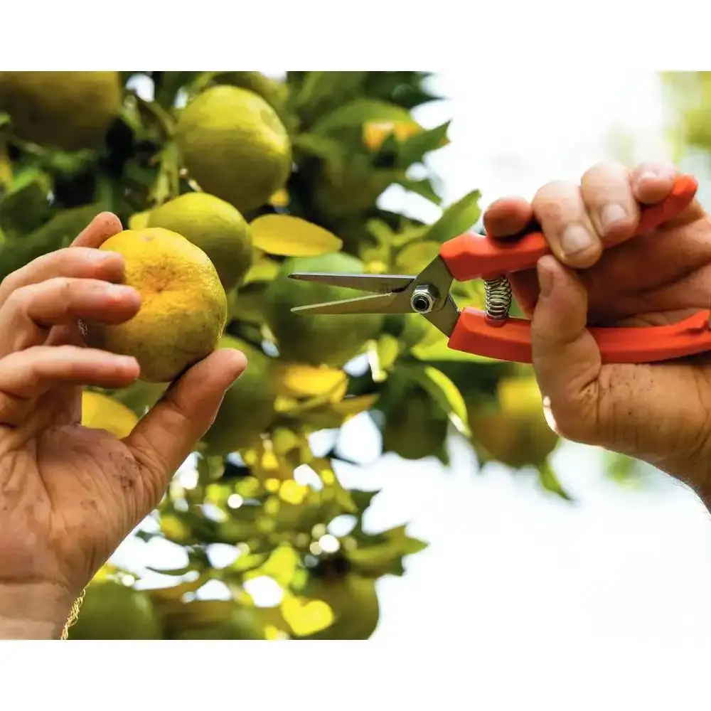 Tesoura profissional para frutas com cabo plástico Tramontina — fotografia 5